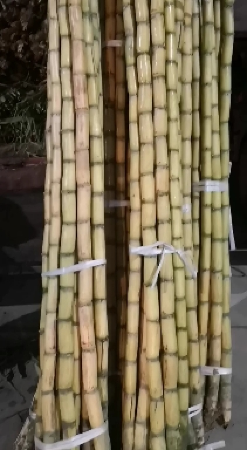 云南黄金甘蔗，一手货源充足，产地直供
