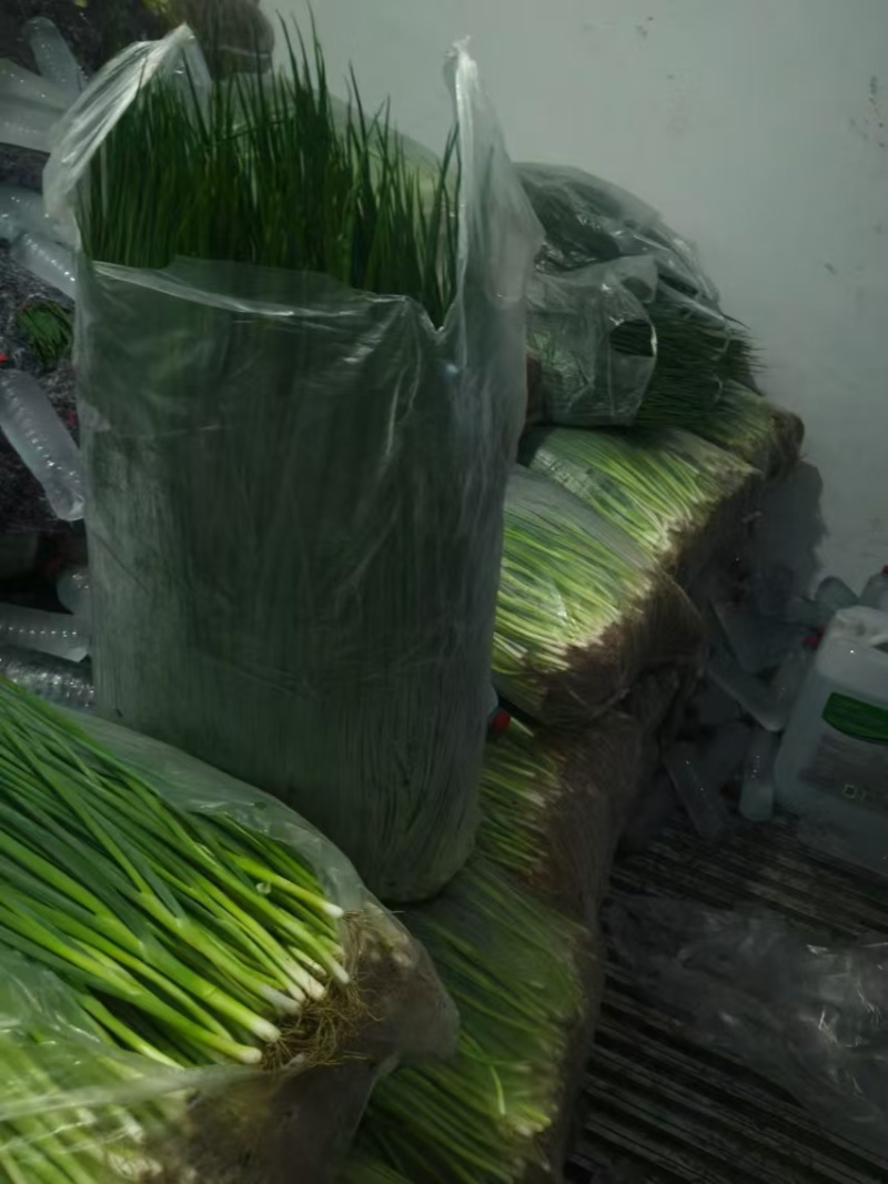 精品小葱大量上市中货源充足支持全国各地发货