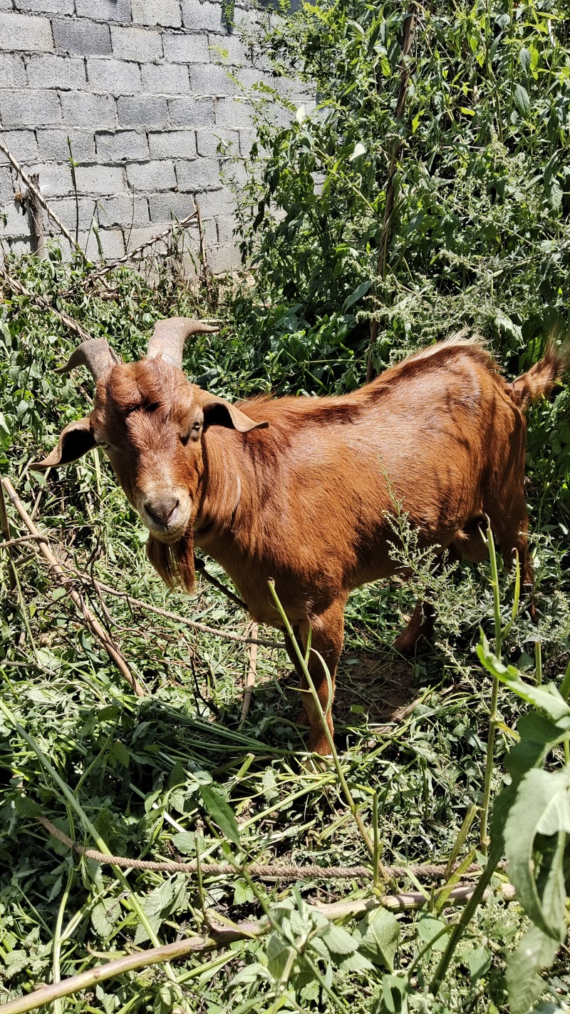 正宗放养草山羊，，量大批发价，