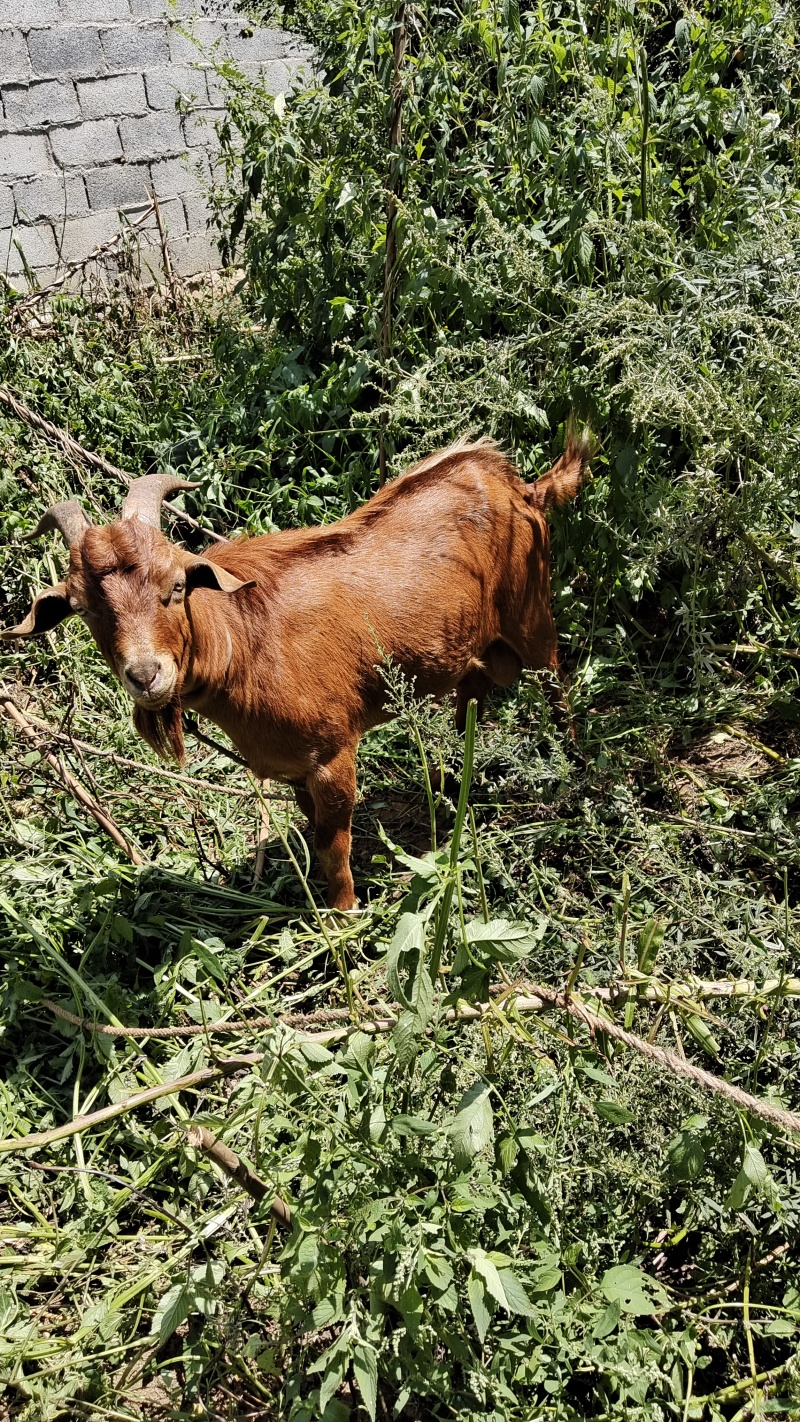 正宗放养草山羊，，量大批发价，