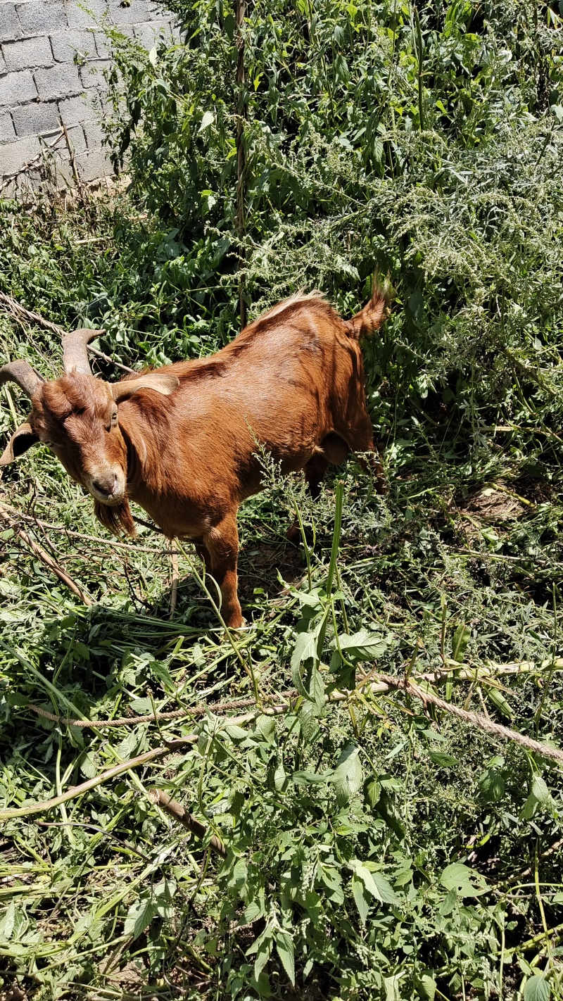 正宗放养草山羊，，量大批发价，
