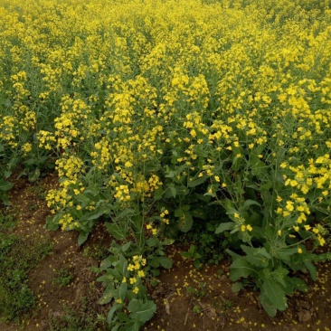 天中油6号油菜种子高产高油耐寒抗病抗倒伏农家秋季播种