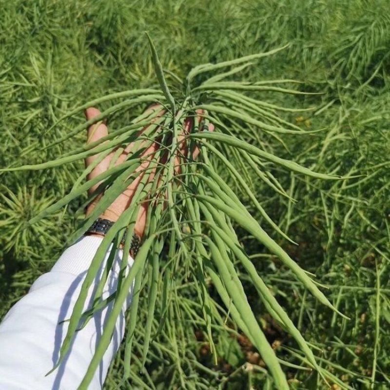 天中油6号油菜种子高产高油耐寒抗病抗倒伏农家秋季播种