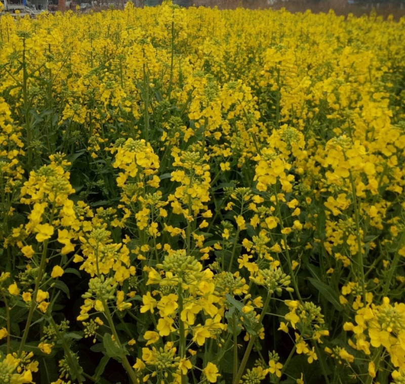 天中油6号油菜种子高产高油耐寒抗病抗倒伏农家秋季播种