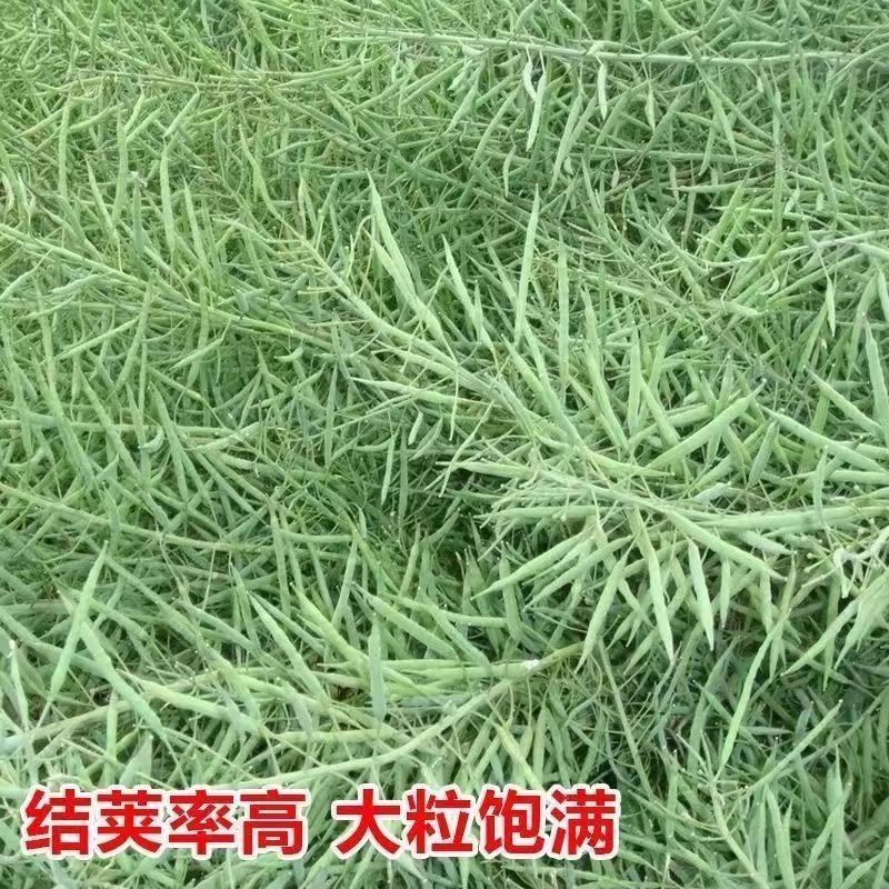 天中油6号油菜种子高产高油耐寒抗病抗倒伏农家秋季播种