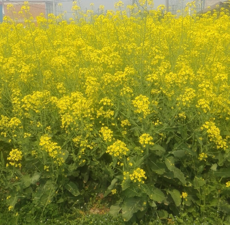 天中油6号油菜种子高产高油耐寒抗病抗倒伏农家秋季播种