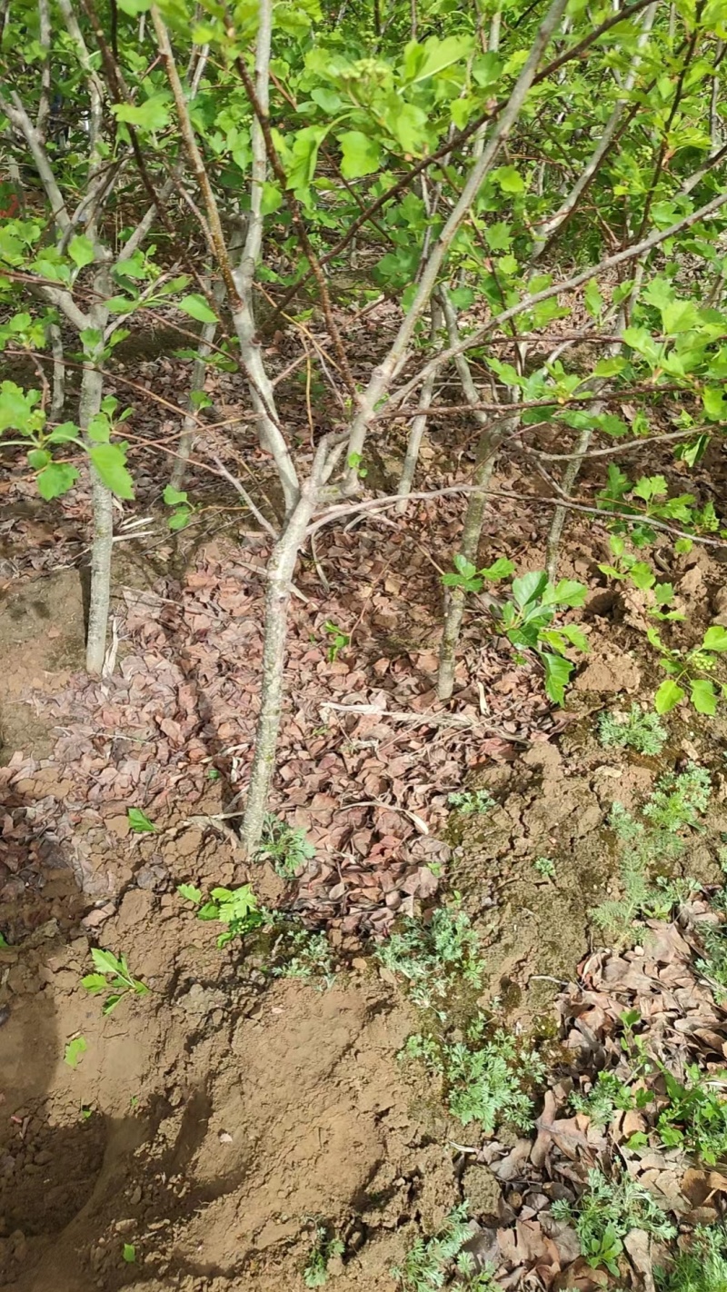 山楂树，大小规格都有，结果多，成活率高，一手货源欢迎咨询