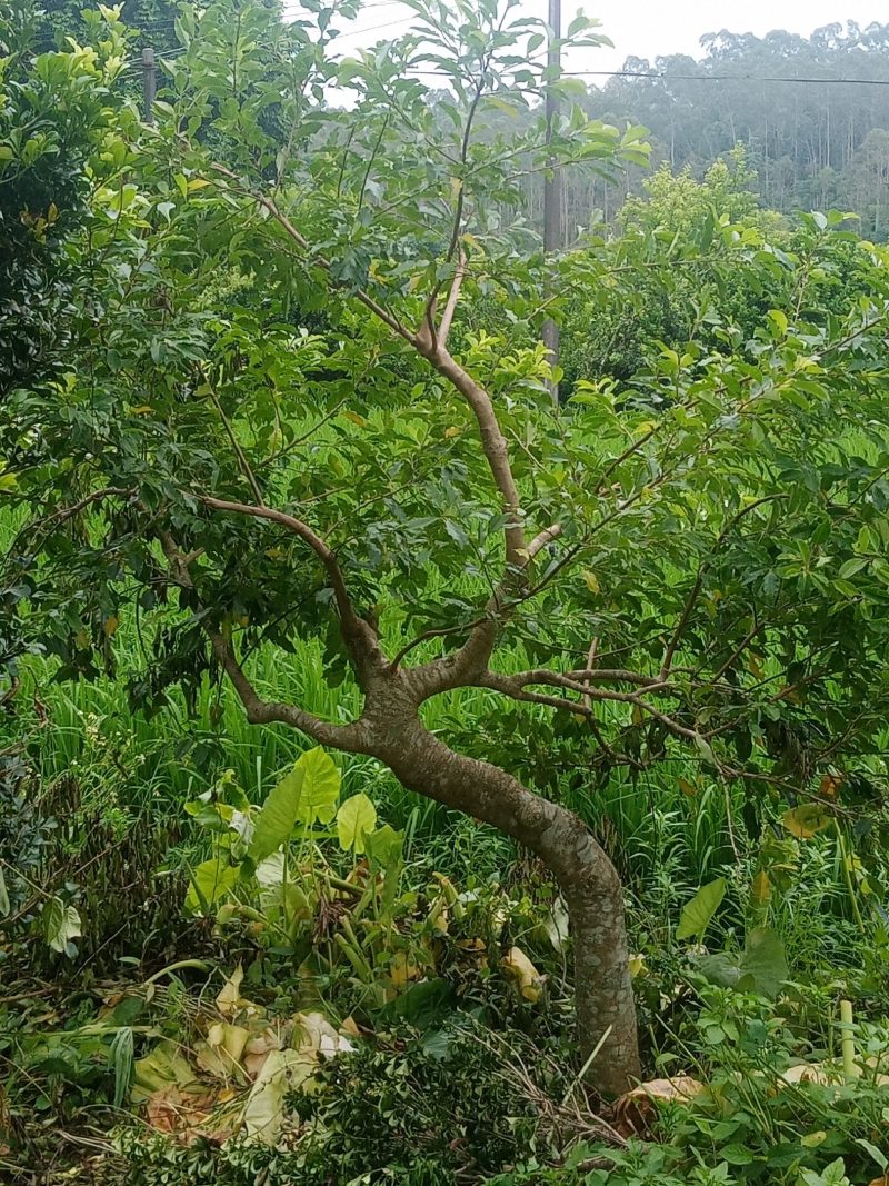 出售铁冬青，龙胆树，白银树4至25公分红果园林观赏树，
