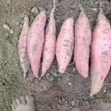 烟薯