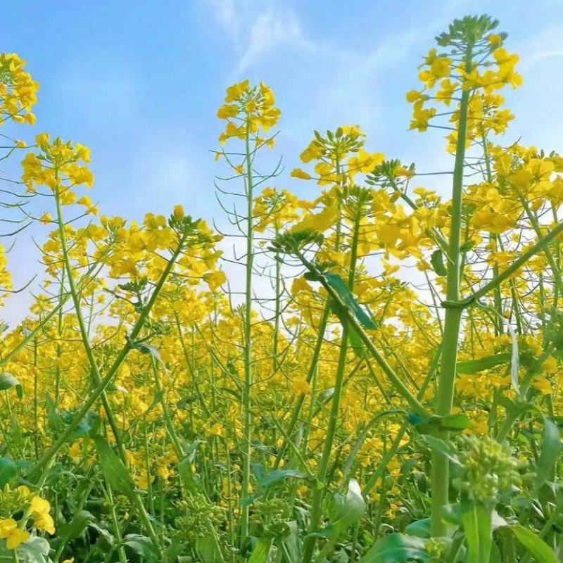双油10号油菜种子杂交一代高产高油矮杆大粒黑籽耐寒抗病