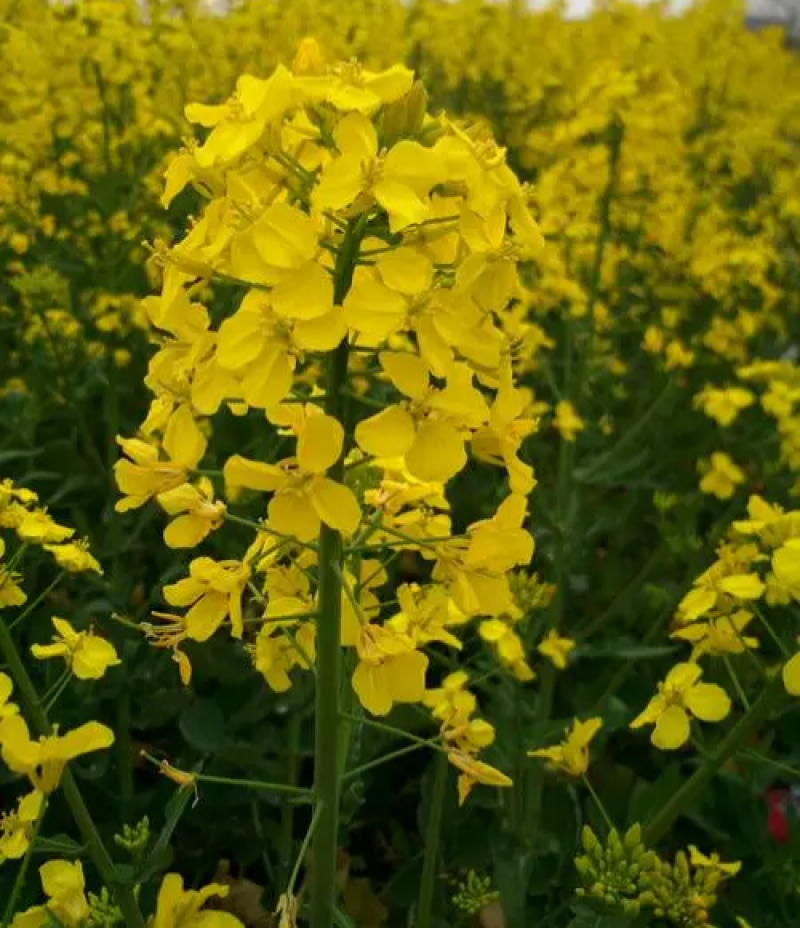 双油10号油菜种子杂交一代高产高油矮杆大粒黑籽耐寒抗病