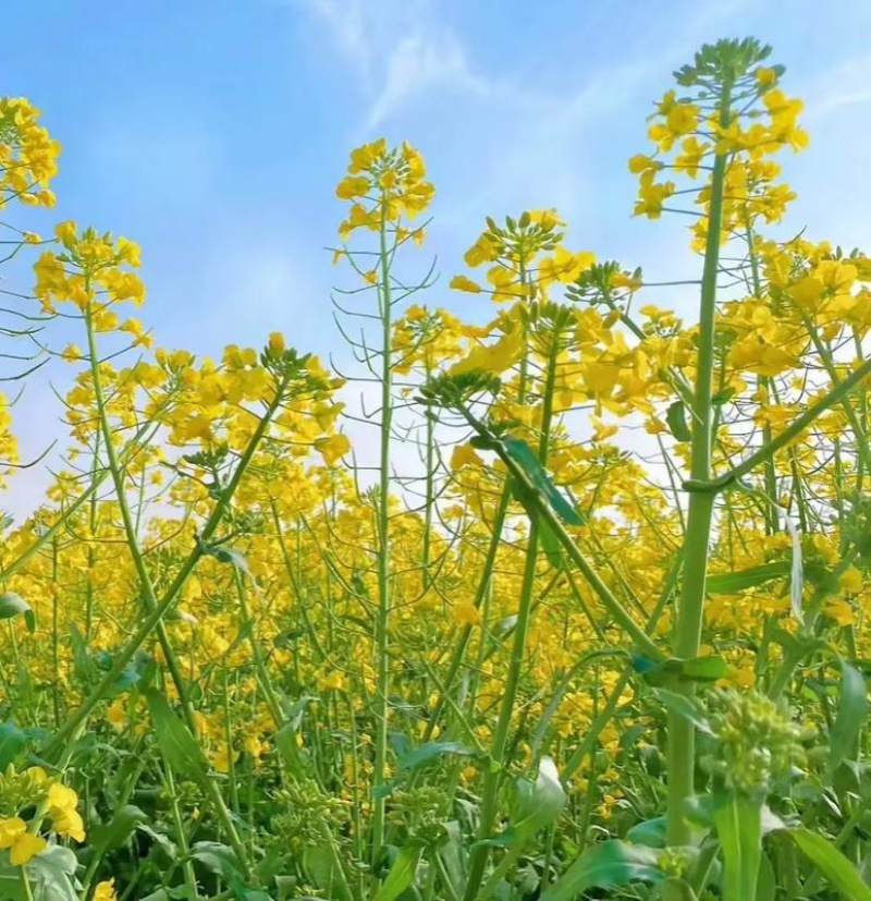 双油10号油菜种子杂交一代高产高油矮杆大粒黑籽耐寒抗病