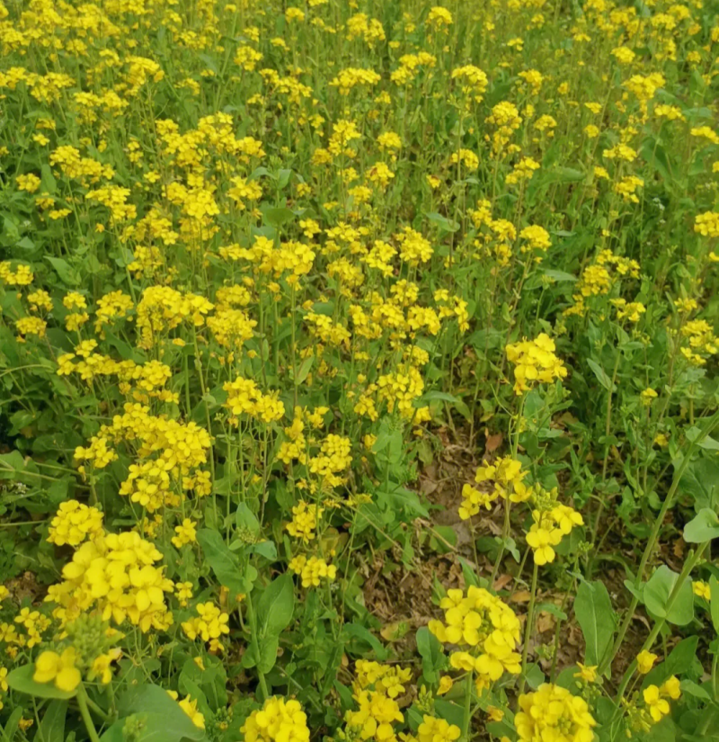 双油10号油菜种子杂交一代高产高油矮杆大粒黑籽耐寒抗病