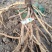 鲜牡丹、丹皮一直再出货