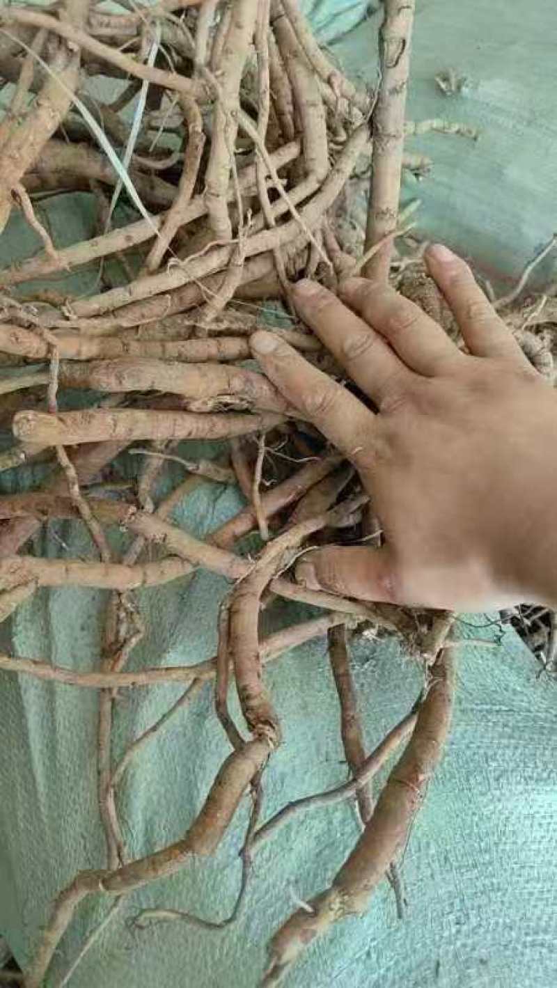 鲜牡丹、丹皮一直再出货