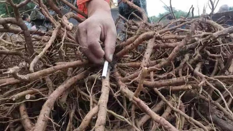 鲜牡丹、丹皮一直再出货