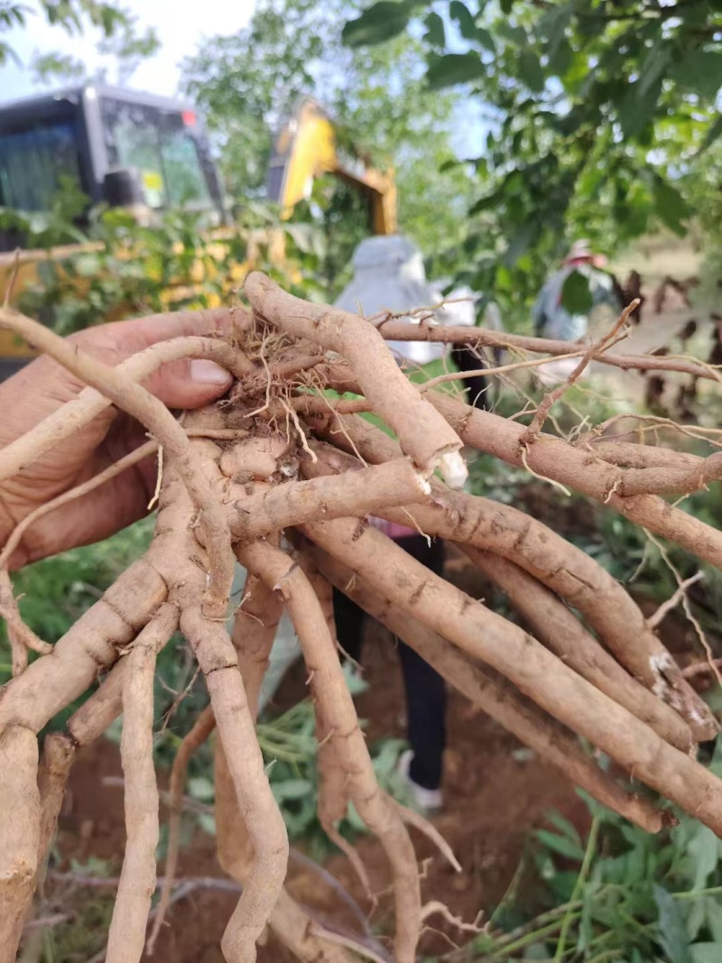 鲜牡丹、丹皮一直再出货