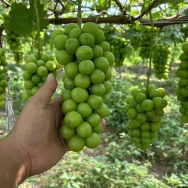 阳光玫瑰大量上市欢迎联系产地看货代发