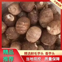 山东毛芋头，大中小球，货源充足，产地一手货源！保质保量！