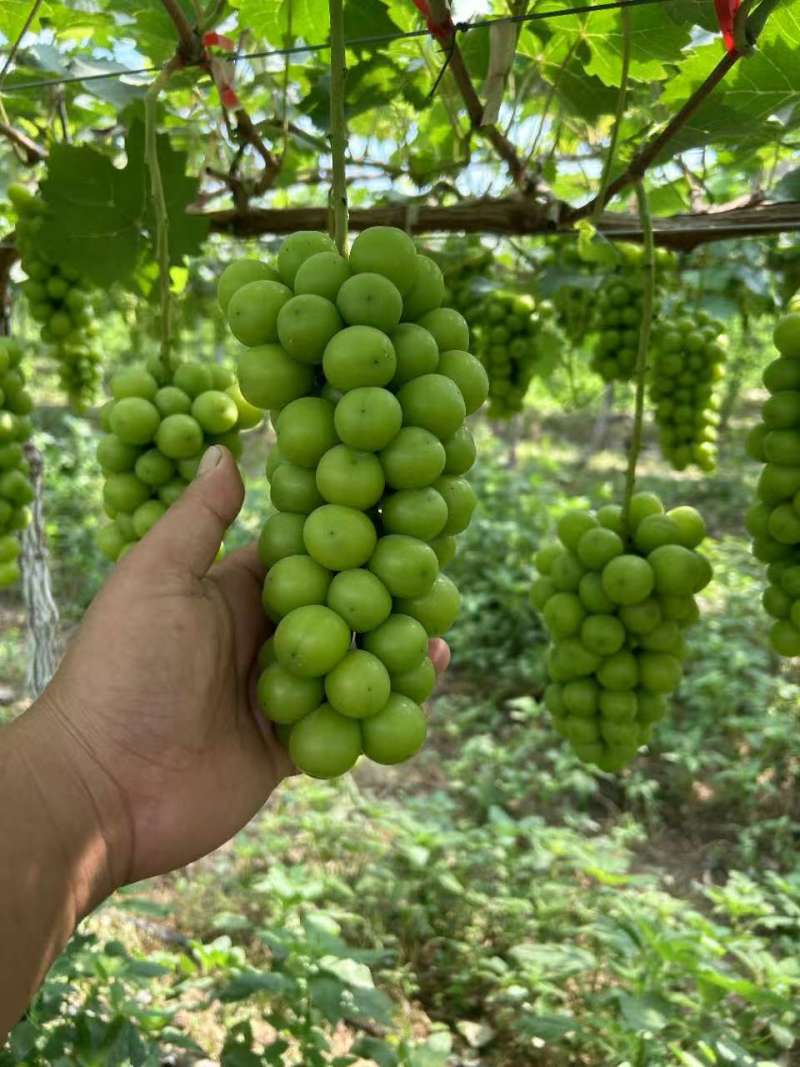 阳光玫瑰大量上市欢迎联系产地看货代发