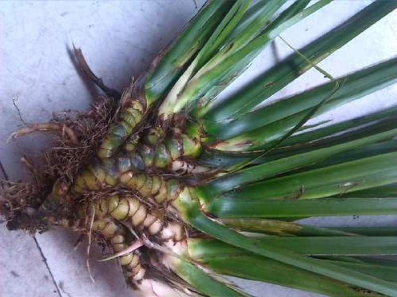 野生大叶石菖蒲种苗