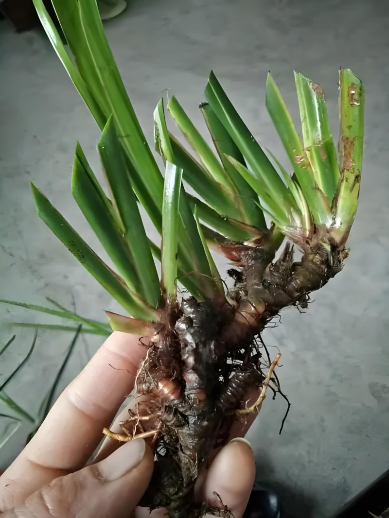野生大叶石菖蒲种苗