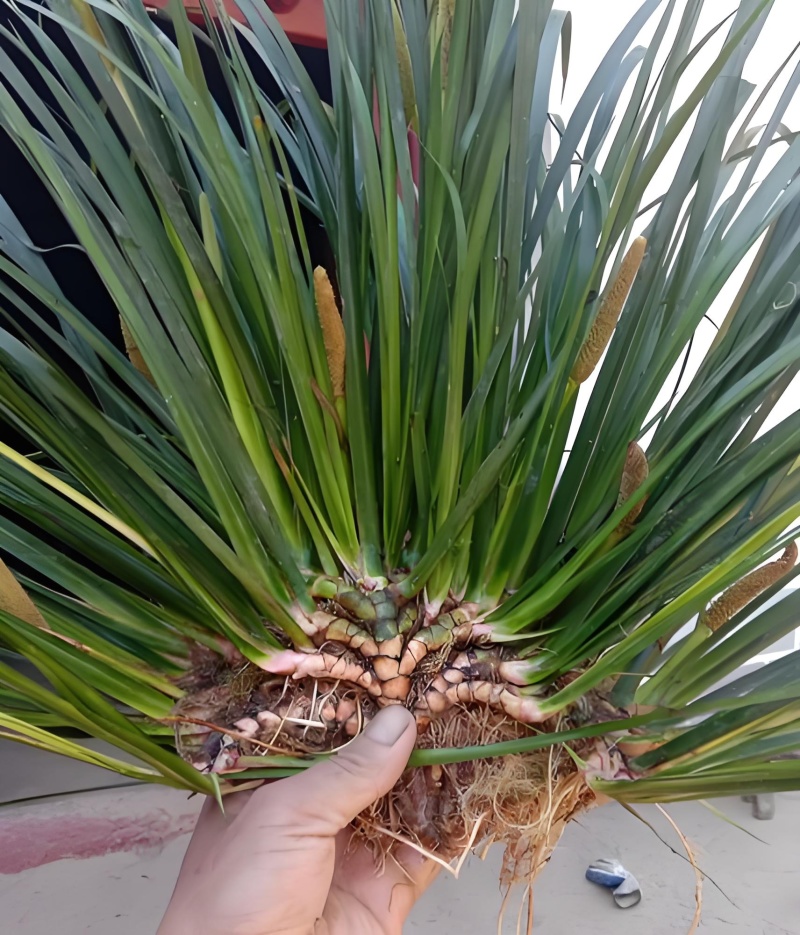 野生大叶石菖蒲种苗
