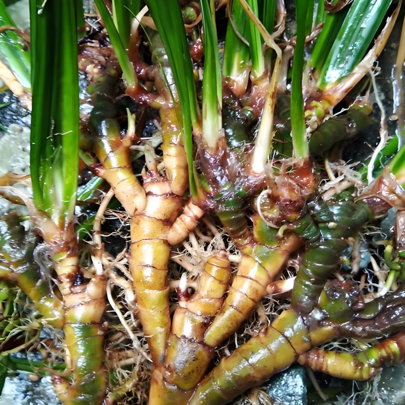 野生大叶石菖蒲种苗