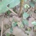 药用连翘苗自家基地1-3年苗保成活率可送货上门