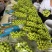 阳光玫瑰已到口感最佳时期鲜货库存货都有欢迎客商资选