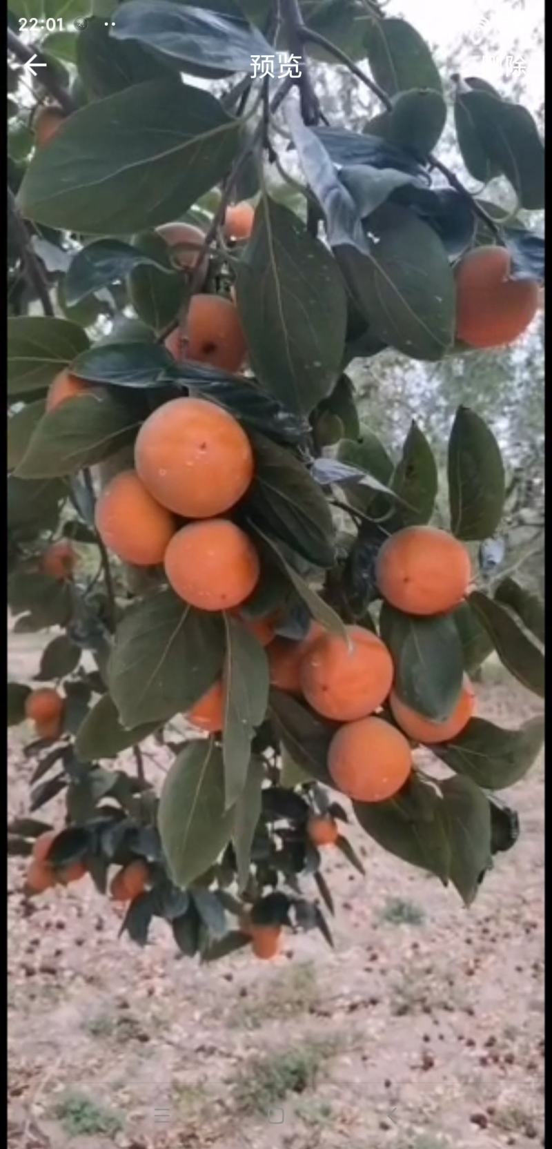 柿子吊红，竹子管，虫呆呆，火葫芦，阳丰脆柿子