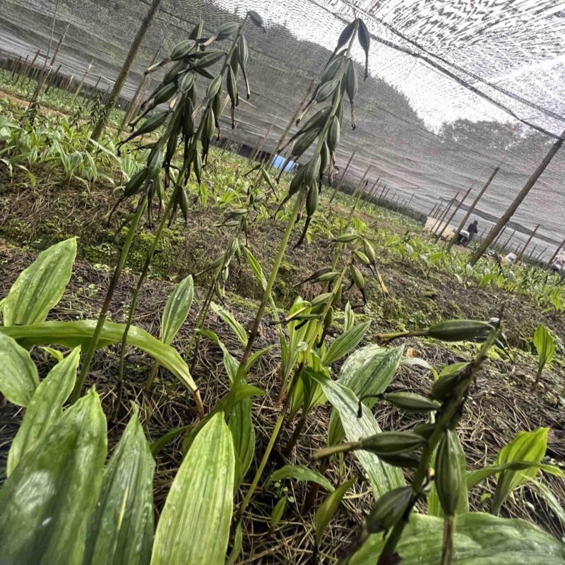 毛慈菇果荚果荚饱满基地直发，欢迎全国各地老板到基地采摘