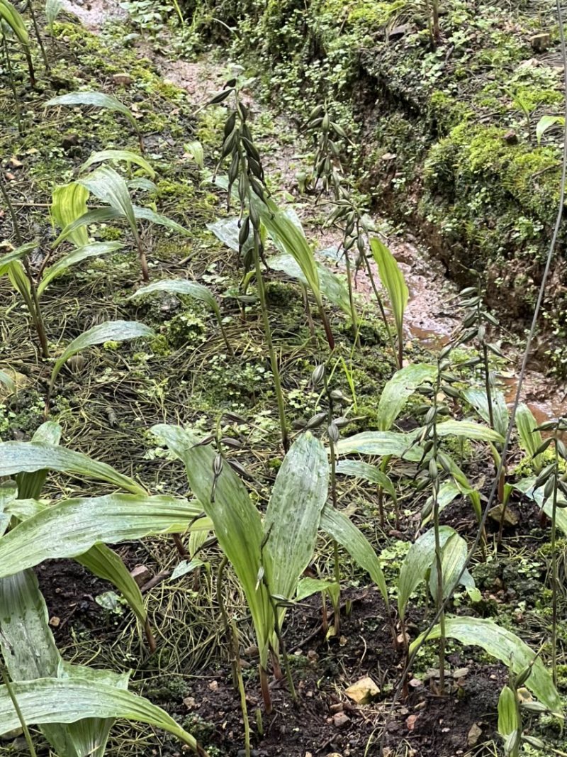 毛慈菇果荚果荚饱满基地直发，欢迎全国各地老板到基地采摘
