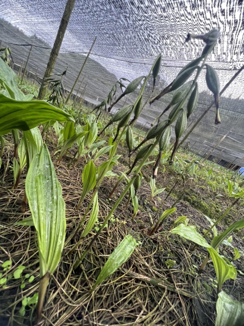 毛慈菇果荚果荚饱满基地直发，欢迎全国各地老板到基地采摘