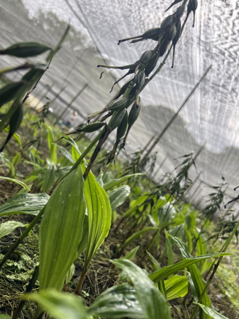 毛慈菇果荚果荚饱满基地直发，欢迎全国各地老板到基地采摘