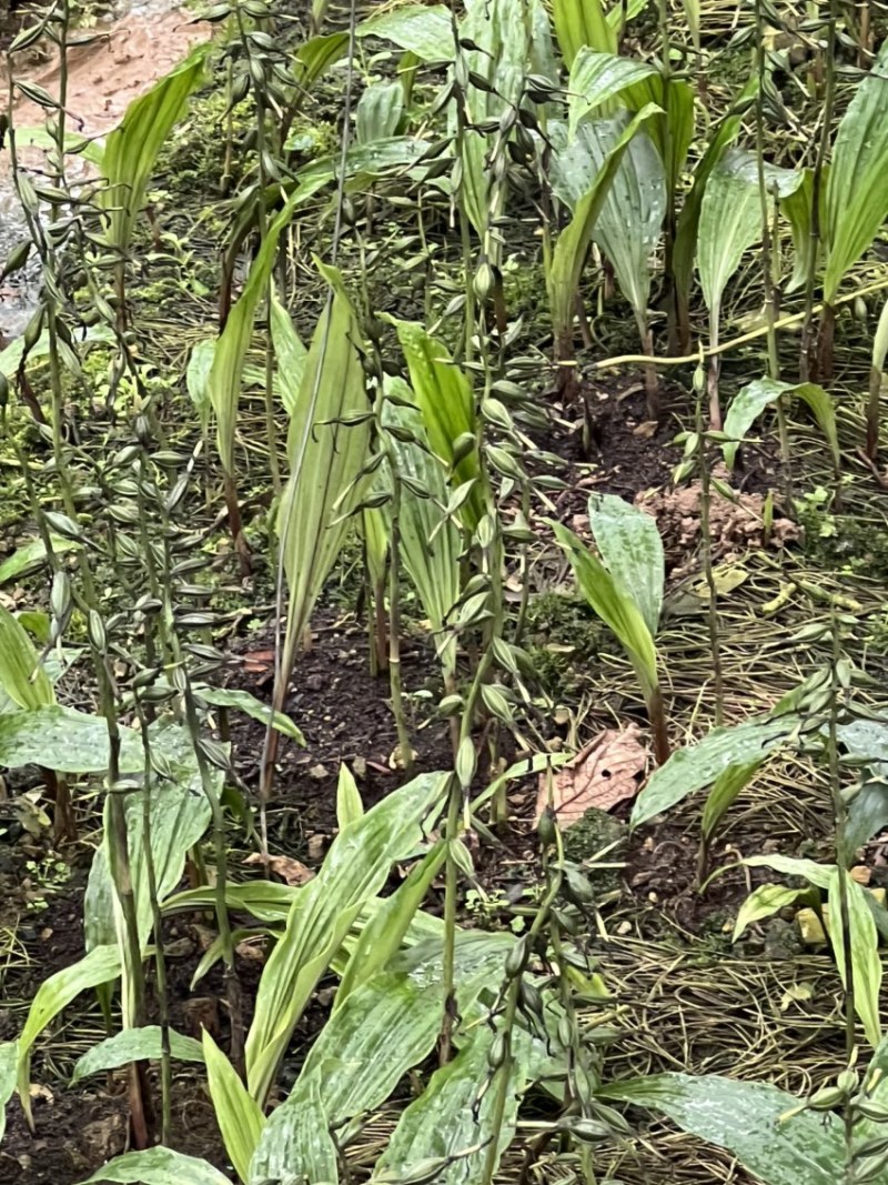 毛慈菇果荚果荚饱满基地直发，欢迎全国各地老板到基地采摘
