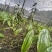 毛慈菇果荚果荚饱满基地直发，欢迎全国各地老板到基地采摘