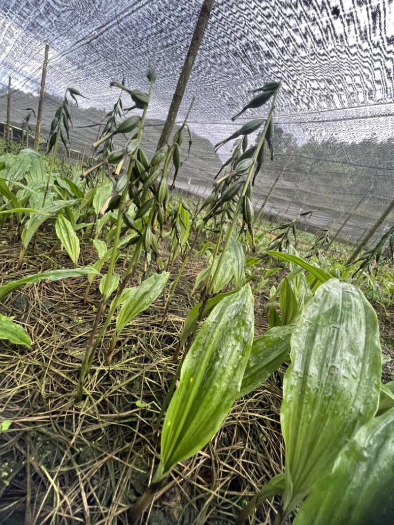 毛慈菇果荚果荚饱满基地直发，欢迎全国各地老板到基地采摘