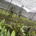 毛慈菇果荚果荚饱满基地直发，欢迎全国各地老板到基地采摘
