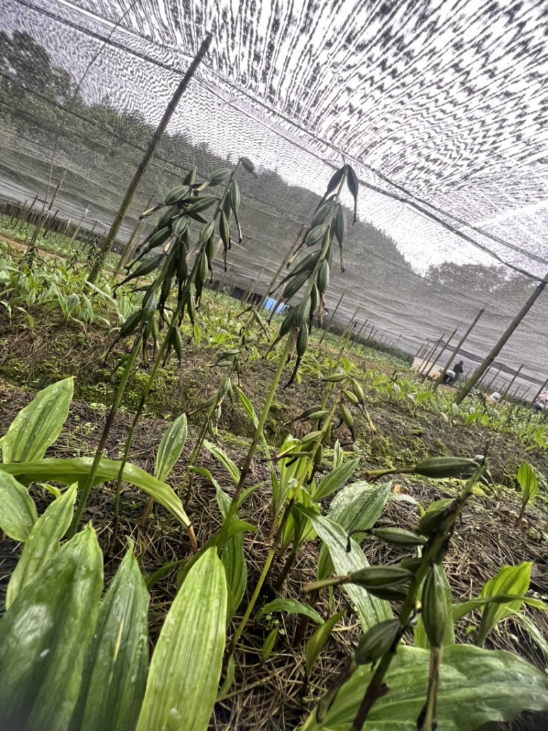 毛慈菇果荚果荚饱满基地直发，欢迎全国各地老板到基地采摘