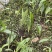 毛慈菇果荚果荚饱满基地直发，欢迎全国各地老板到基地采摘