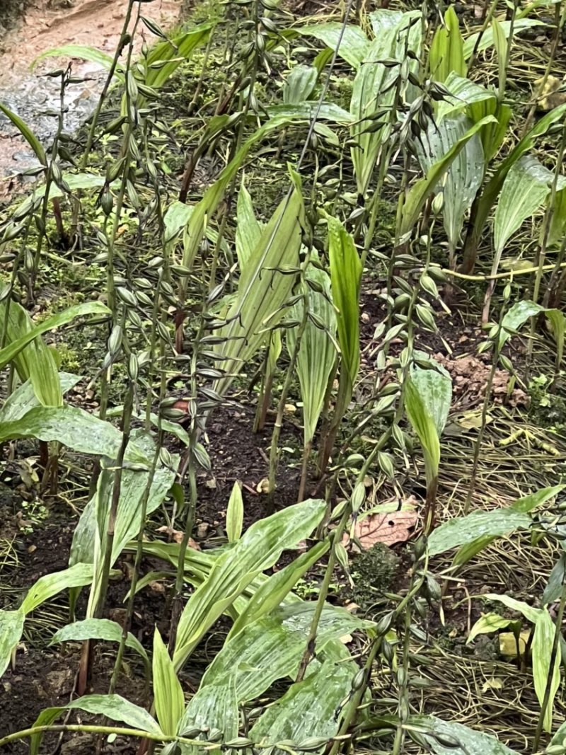 毛慈菇果荚果荚饱满基地直发，欢迎全国各地老板到基地采摘