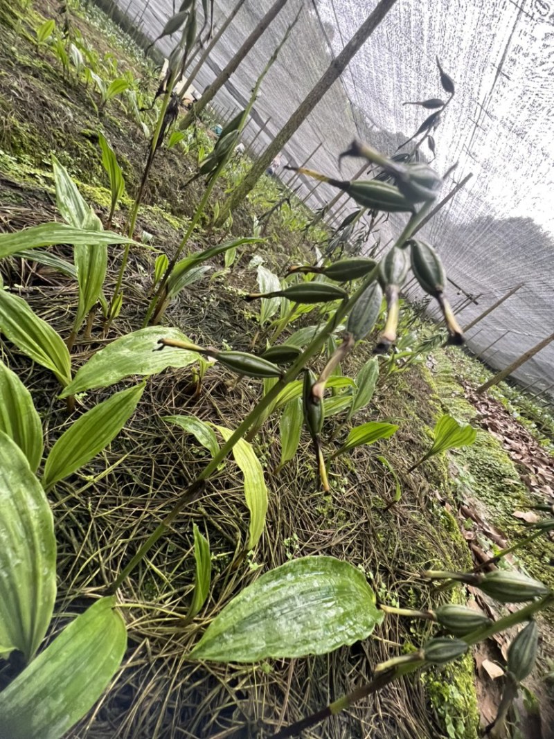 毛慈菇果荚果荚饱满基地直发，欢迎全国各地老板到基地采摘