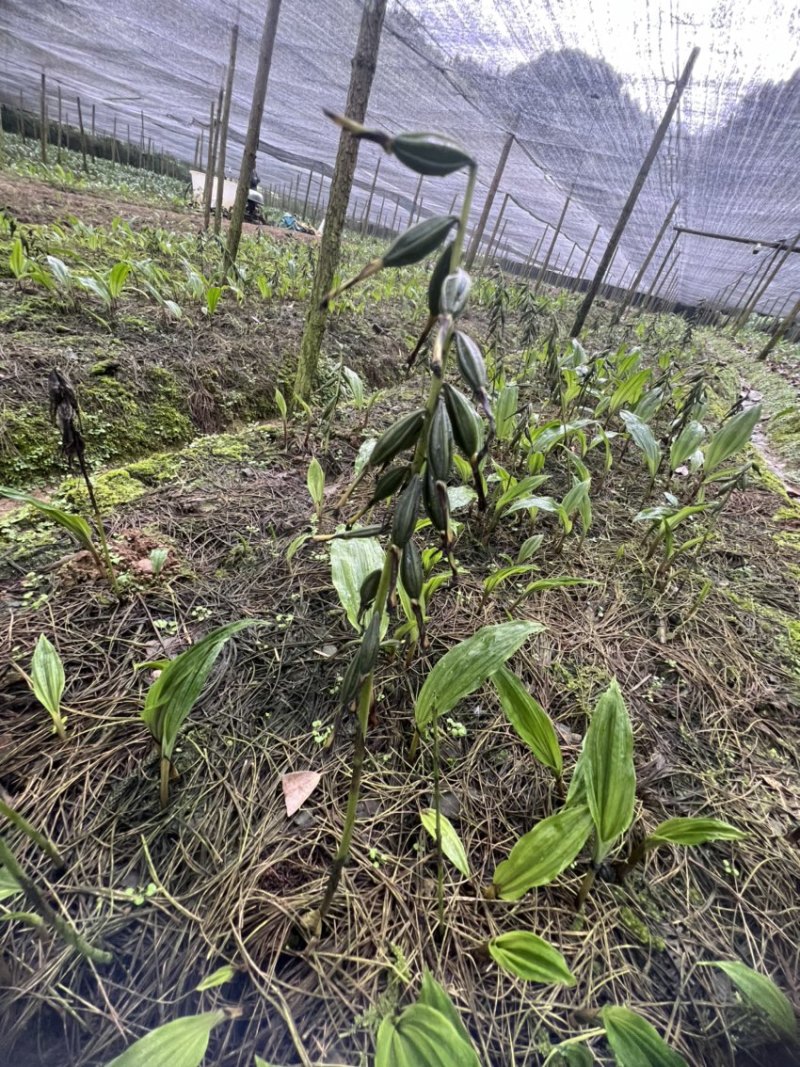 毛慈菇果荚果荚饱满基地直发，欢迎全国各地老板到基地采摘