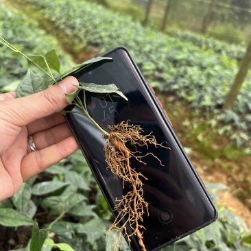 金果榄种苗出售（地苦胆苗出售）基地直发欢迎订购