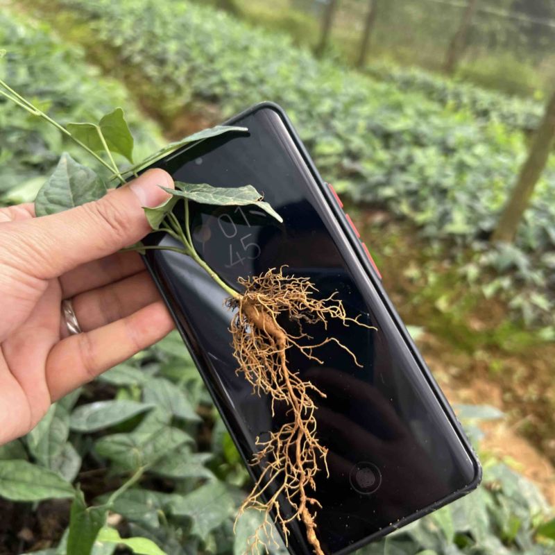 金果榄种苗出售（地苦胆苗出售）基地直发欢迎订购