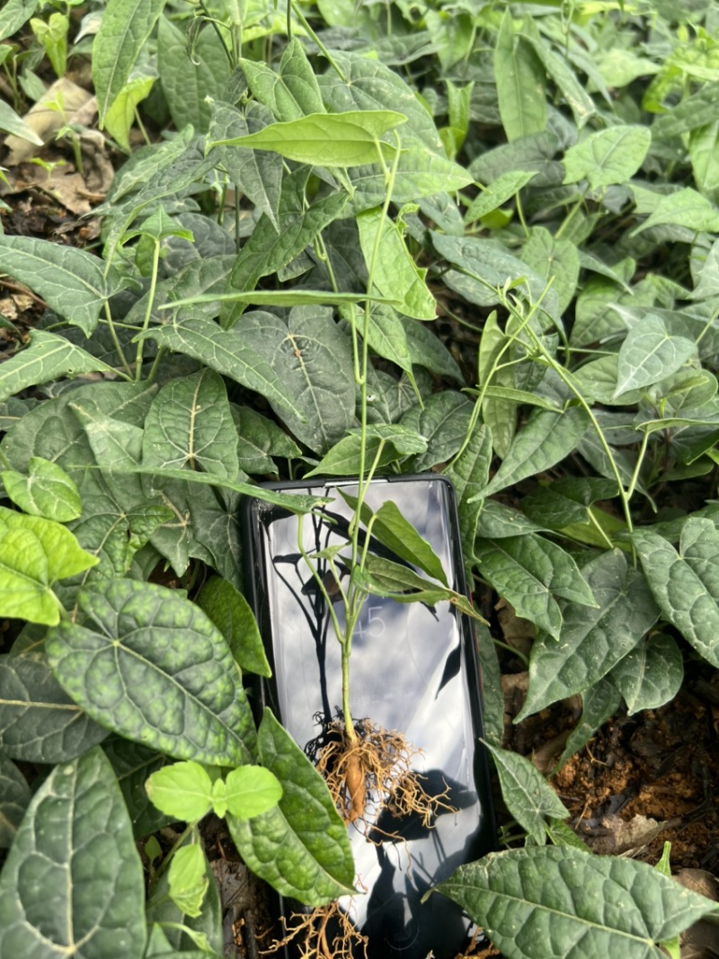 金果榄种苗出售（地苦胆苗出售）基地直发欢迎订购