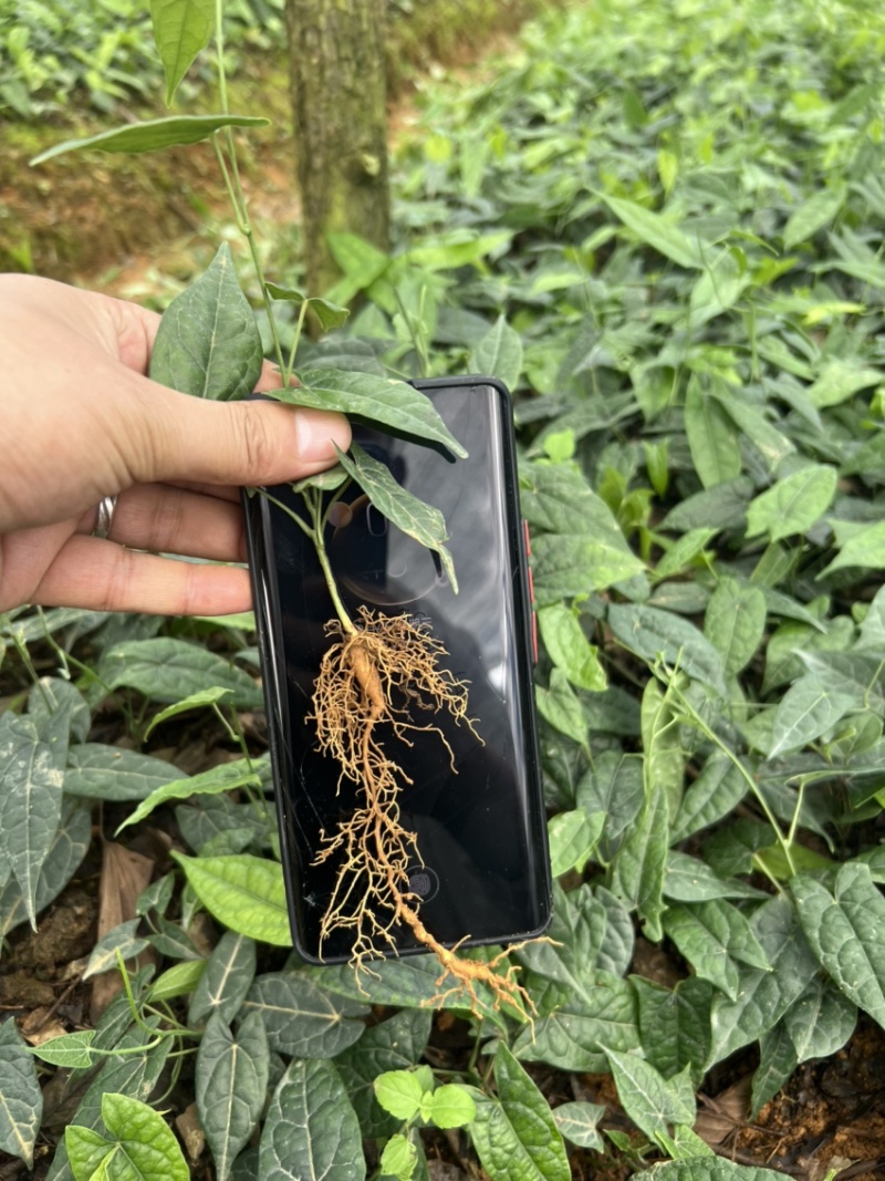 金果榄种苗出售（地苦胆苗出售）基地直发欢迎订购