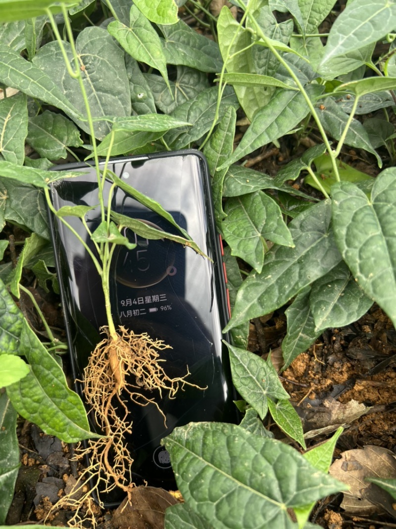 金果榄种苗出售（地苦胆苗出售）基地直发欢迎订购
