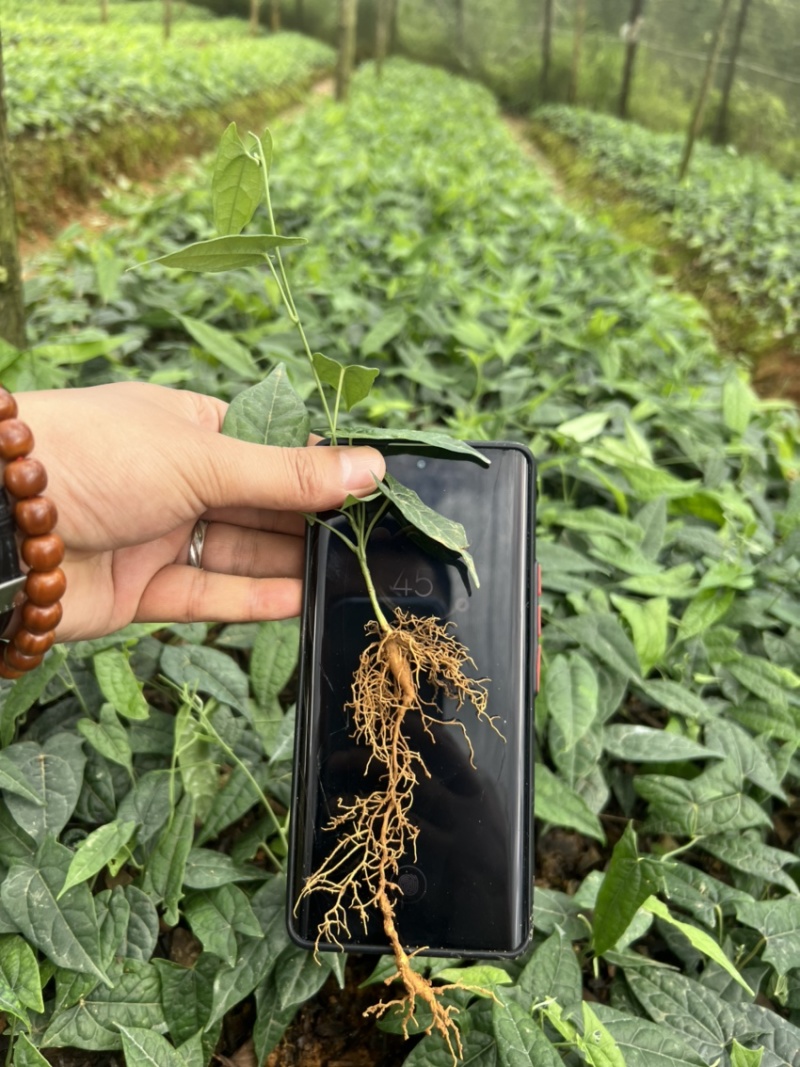 金果榄种苗出售（地苦胆苗出售）基地直发欢迎订购
